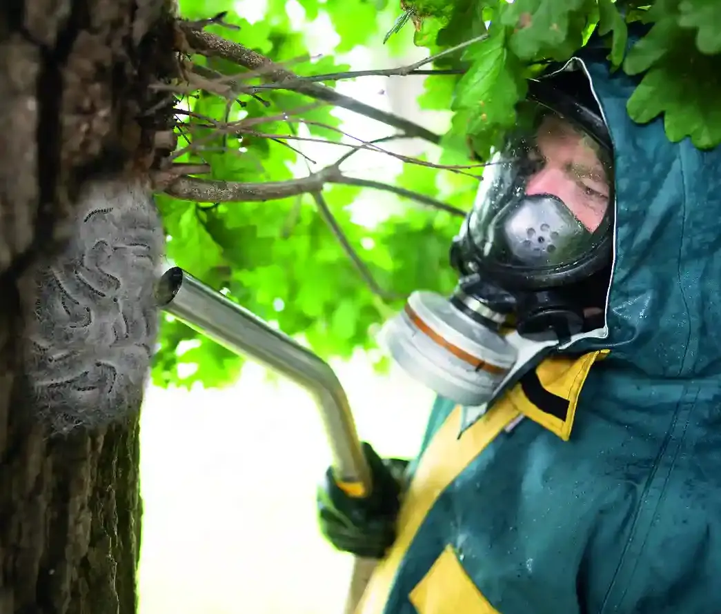 oak processionary moth